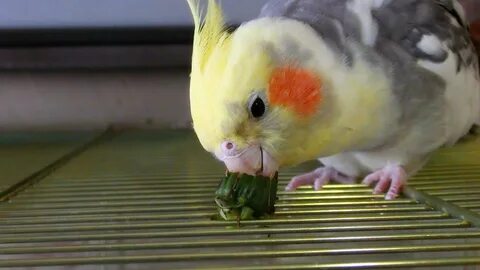 Можно ли научить кореллу разговаривать