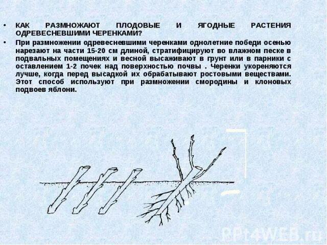 Размножение плодовых культур. Зеленое черенкование книга. Вегетативное размножение древесные черенки. Вегетативное размножение плодовых. Отводки вегетативное размножение.