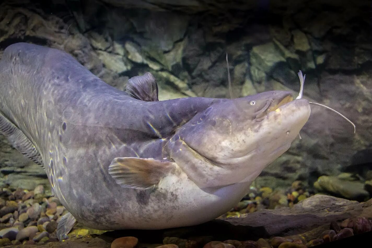 Сом почем. Сом солдатова рыба. сом солдатова soldatov catfish. амурская рыба сом. амурский сомик.