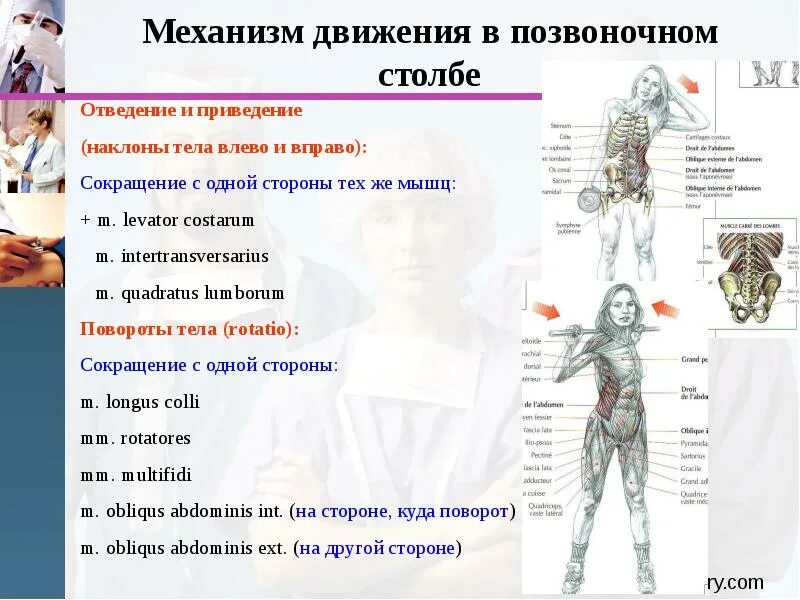 Мышцы движения позвоночного столба. Движения в позвоночном столбе. мышцы осуществляющие движения позвоночного столба. отведение и приведение позвоночника. отведение и приведение мышц.