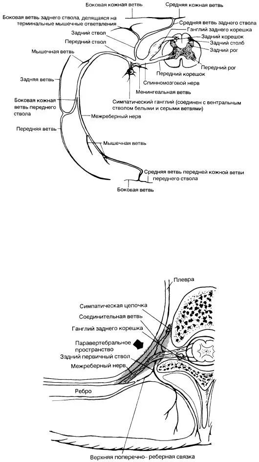Паравертебральная поясничная блокада. Паравертебральные ганглии симпатического ствола. Паравертебральное пространство анатомия. Паравертебральный узел. Превертебральные и паравертебральные узлы.