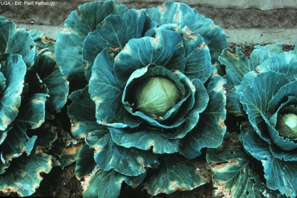 Почему чернеет капуста. Слизистый бактериоз капусты. Серая гниль – botrytis cinerea. Почему чернеет капуста. Почему чернеет капуста.