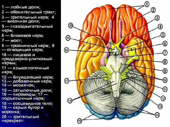 Обонятельный путь анатомия. Обонятельный тракт головного мозга. Тракт обонятельного нерва. Обонятельные луковицы головного мозга.