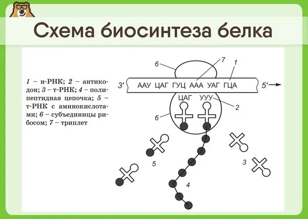 Описание биосинтеза. Этапы биосинтеза белка ЕГЭ биология. Биосинтез белка схема ЕГЭ биология. Биосинтез белка схема 9 класс биология. Биология ЕГЭ Синтез белков.