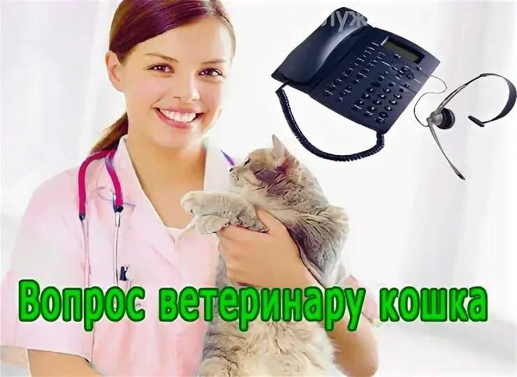 Бесплатная консультация ветеринара круглосуточно. Консультация ветеринара. Бесплатная ветеринарная консультация. Консультация ветеринара по телефону.