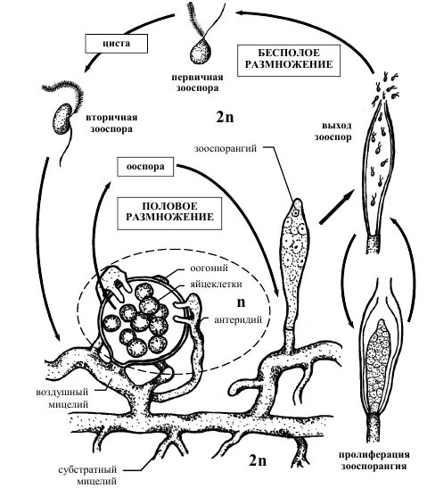 Схема жизненного цикла сапролегнии. Saprolegnia схема жизненного цикла. Oomycota жизненный цикл. Жизненный цикл оомицетов схема.