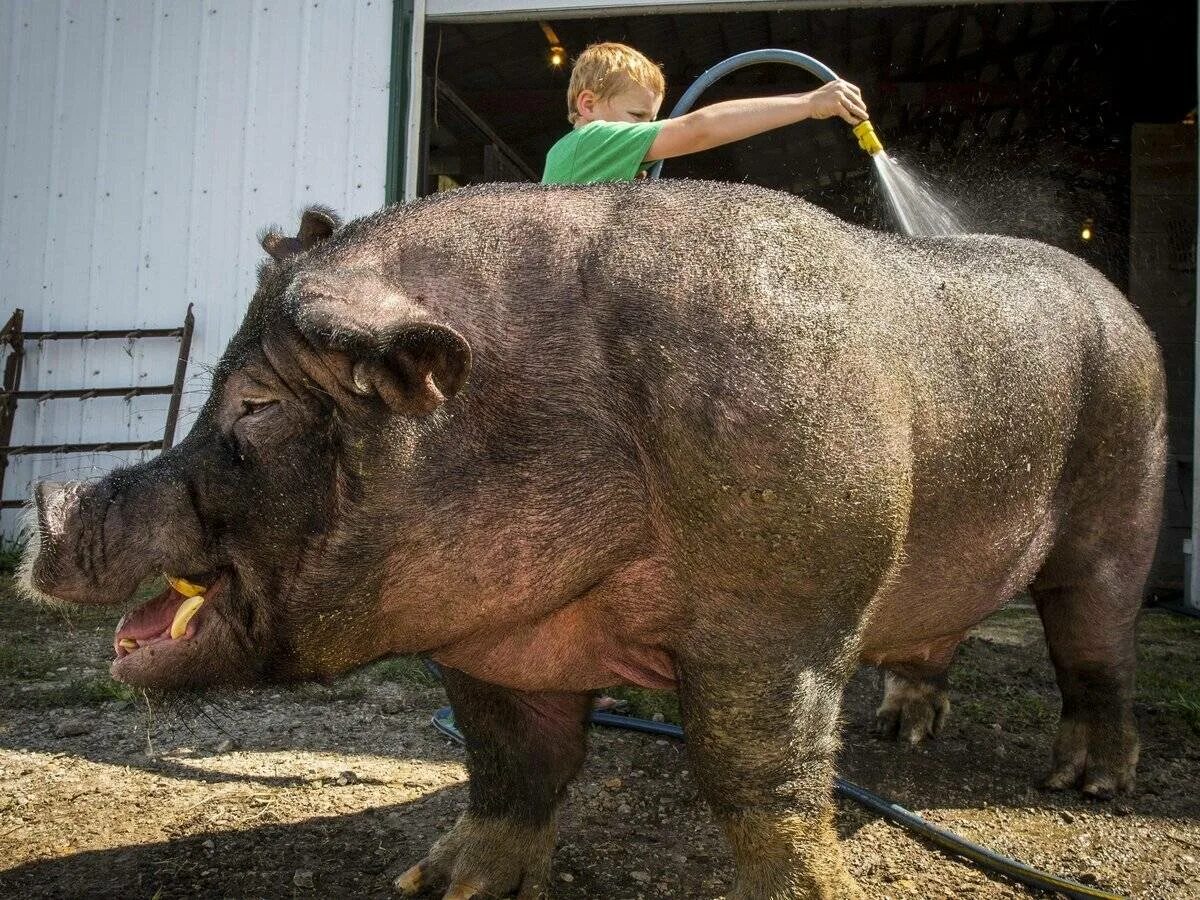 Big pig. Лакомб порода свиней.