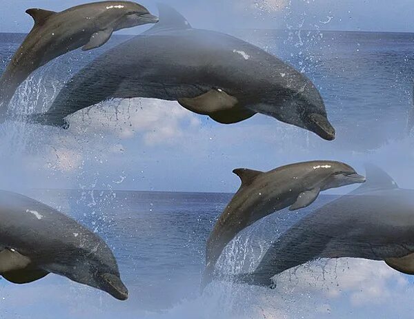 1 дельфин место. 1 дельфин место. название картины с дельфинами. дельфины очень умные. 1 дельфин место.