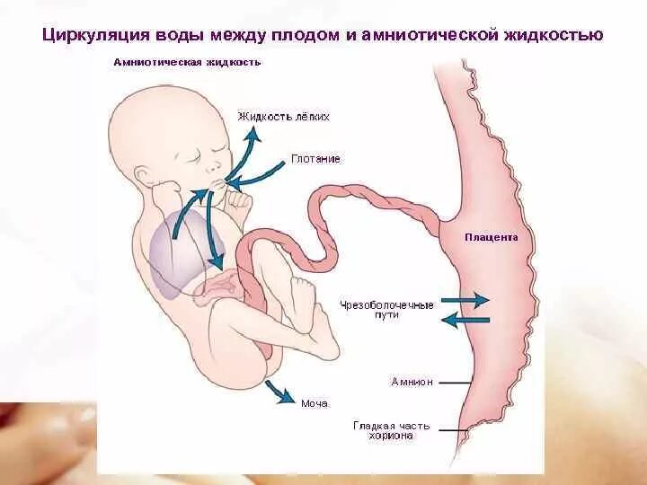 Механизм образования околоплодных вод. Формирование пуповины.