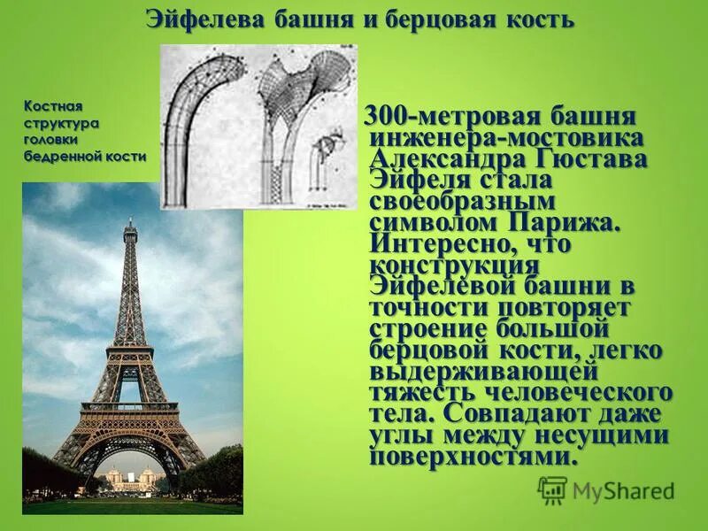 Башня эйфеля структура кости человека. Эйфелева башня и берцовая кость сравнение. Эйфелева башня и бедренная кость. Строение эйфелевой башни кость. Эйфелева башня и берцовая кость.
