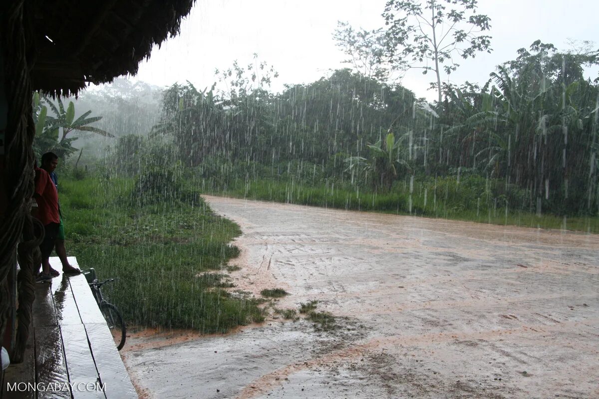 Первый ливень в африку приходит. Проливные дожди в Африке. Ливень в Африке. Тропический ливень. Дождь в Африке.