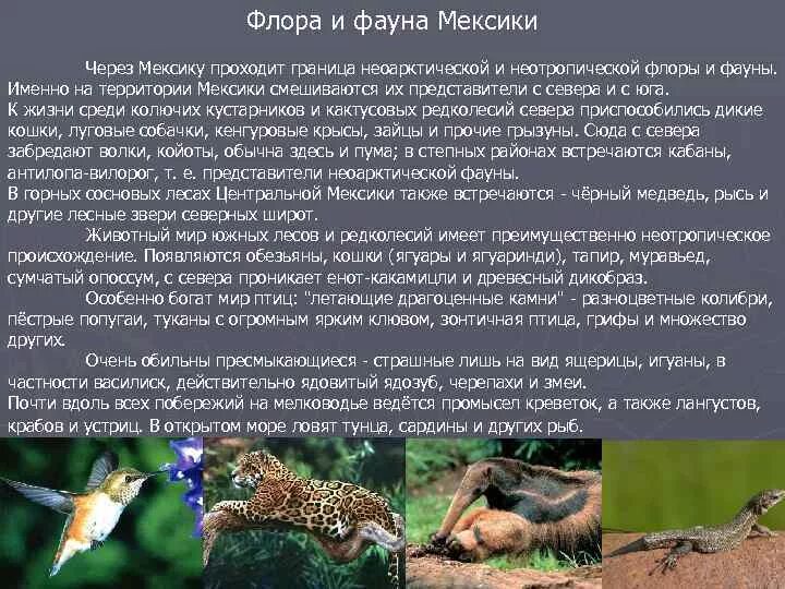 Дайте определение животному миру