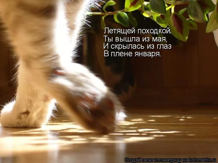 Смешные открытки с последним днем весны. Легкой походкой выходим из мая. Открытки веселой походкой выходим из мая. Походкой ты вышла из мая. Летящей походкой ты вышла из мая картинки.