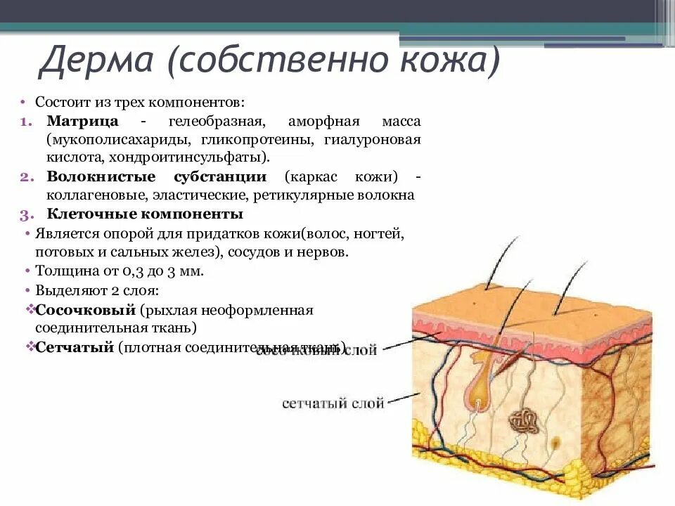 Структуры дермы. Сетчатый слой дермы кожи образован. строение и функции кожи эпидермис дерма гиподерма. эпидерма дерма гиподерма. дерма кожи строение функции.