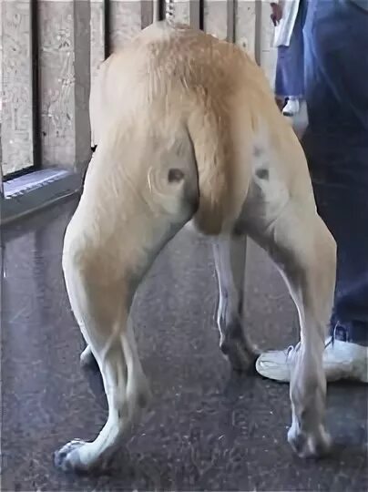 Дисплазия суставов у собак лечение. Дисплазия коленного сустава у собак. Дисплазия задних лап у собак. Дисплазия тазобедренных суставов у щенка. Дисплазия суставов у чихуахуа.