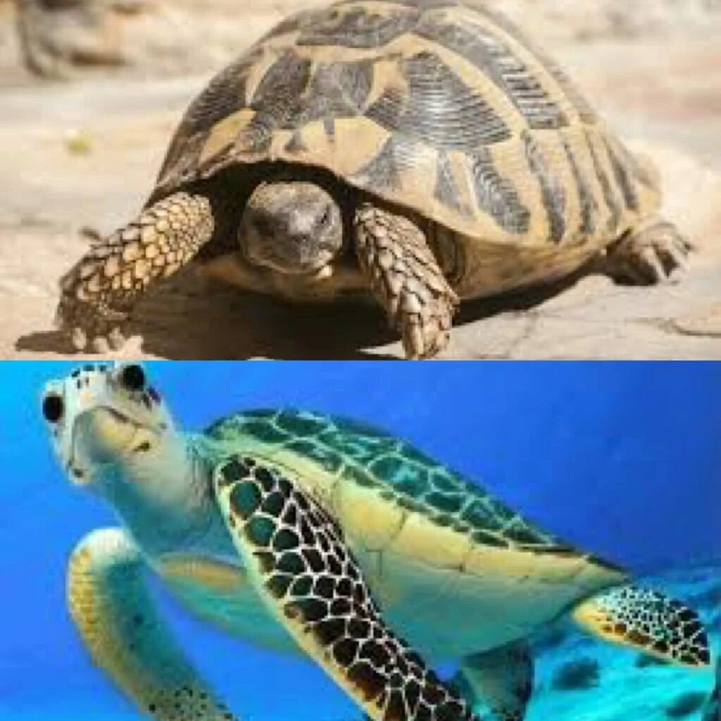 Черепахи и нет им конца трейлер. Turtle vs tortoise. turtle vs tortoise разница. черепахи — и нет им конца. рене и черепахи.