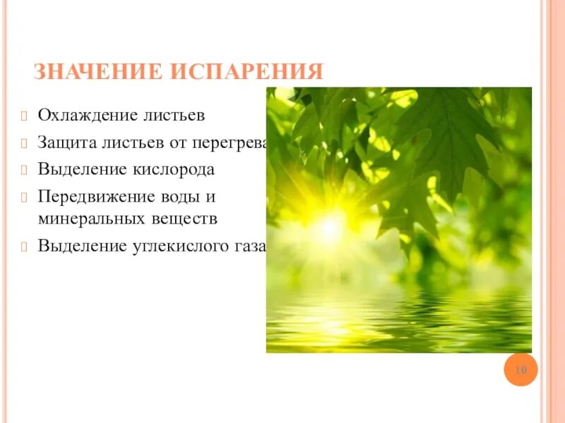 Значение испарения. Испарение воды листьями. Каково значение испарения воды листьями?. Испарение воды листьями способствует. Зачем листьям вода