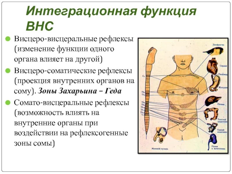 Висцеральные функции. Зоны захарьина геда. висцеральные рефлексы. зоны захарьина геда функции. схема захарьина геда.