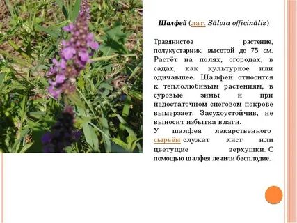 Шалфей противопоказания