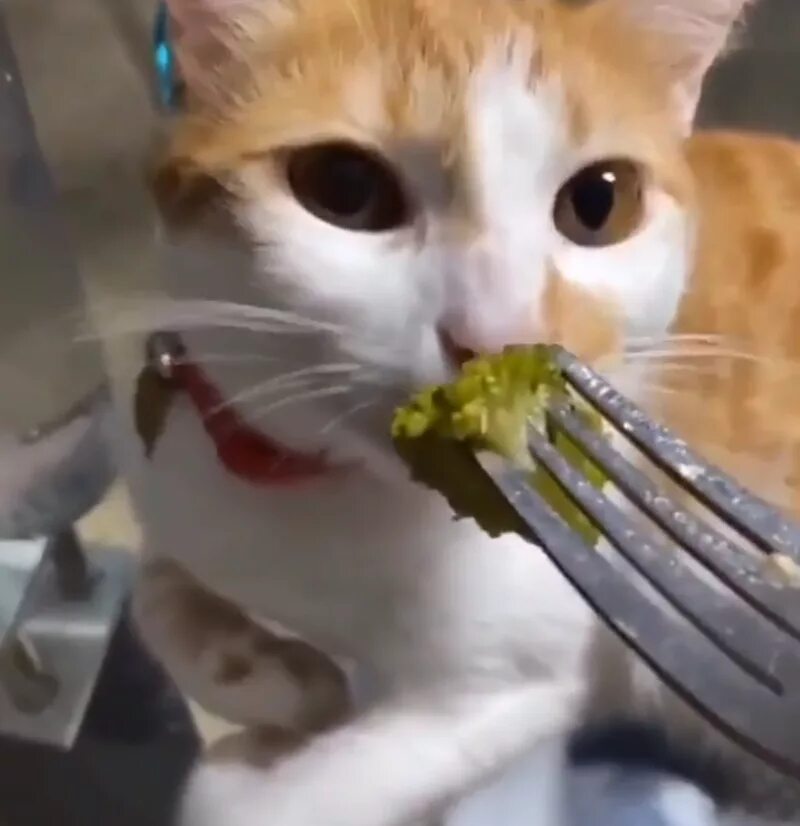 Cat doesn t