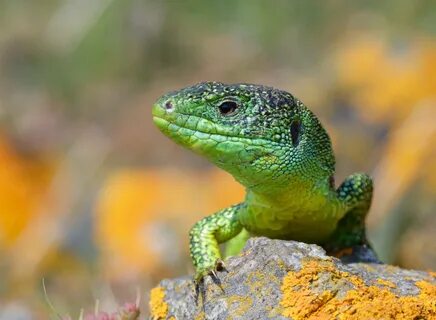 Download wallpaper lizard, green, reptile, section animals in resolution 19...