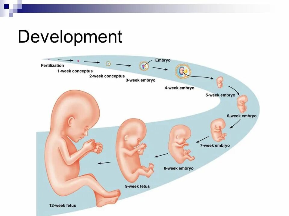Рост и развитие ребенка после рождения презентация. Этапы развития плода. Развитие плода по неделям в картинках. Внутриутробное развитие ребенка по неделям. Этапы формирования плода по неделям.