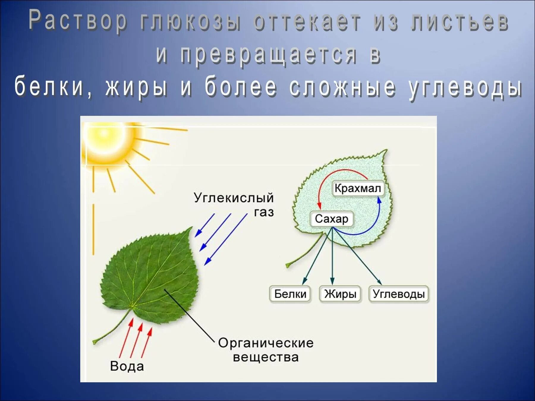 Грибы растительные организмы утратившие способность к фотосинтезу. Схема фотосинтеза 6 класс биология. Фото Синтез биология 6 кл. Фотосинтез 6 класс биология презентация. Фотосинтез растений 5 класс биология.