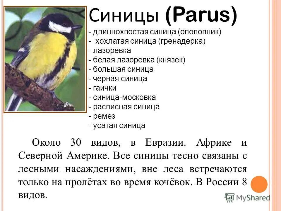 синица разбор. синица. загадка про синичку. слоговые схемы. синица разбор.