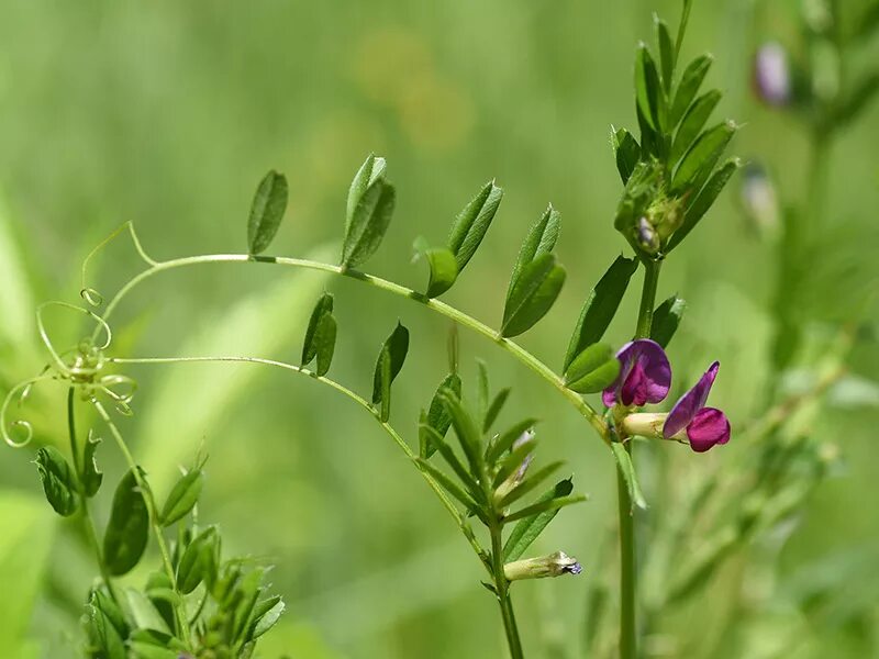 Plant wiki. Вика Яровая. Вика Яровая семена. Вика Яровая (мышиный горошек). Вика Яровая (мышиный горошек) Vicia Sativa.