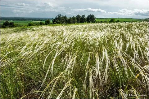 Ковыль красный