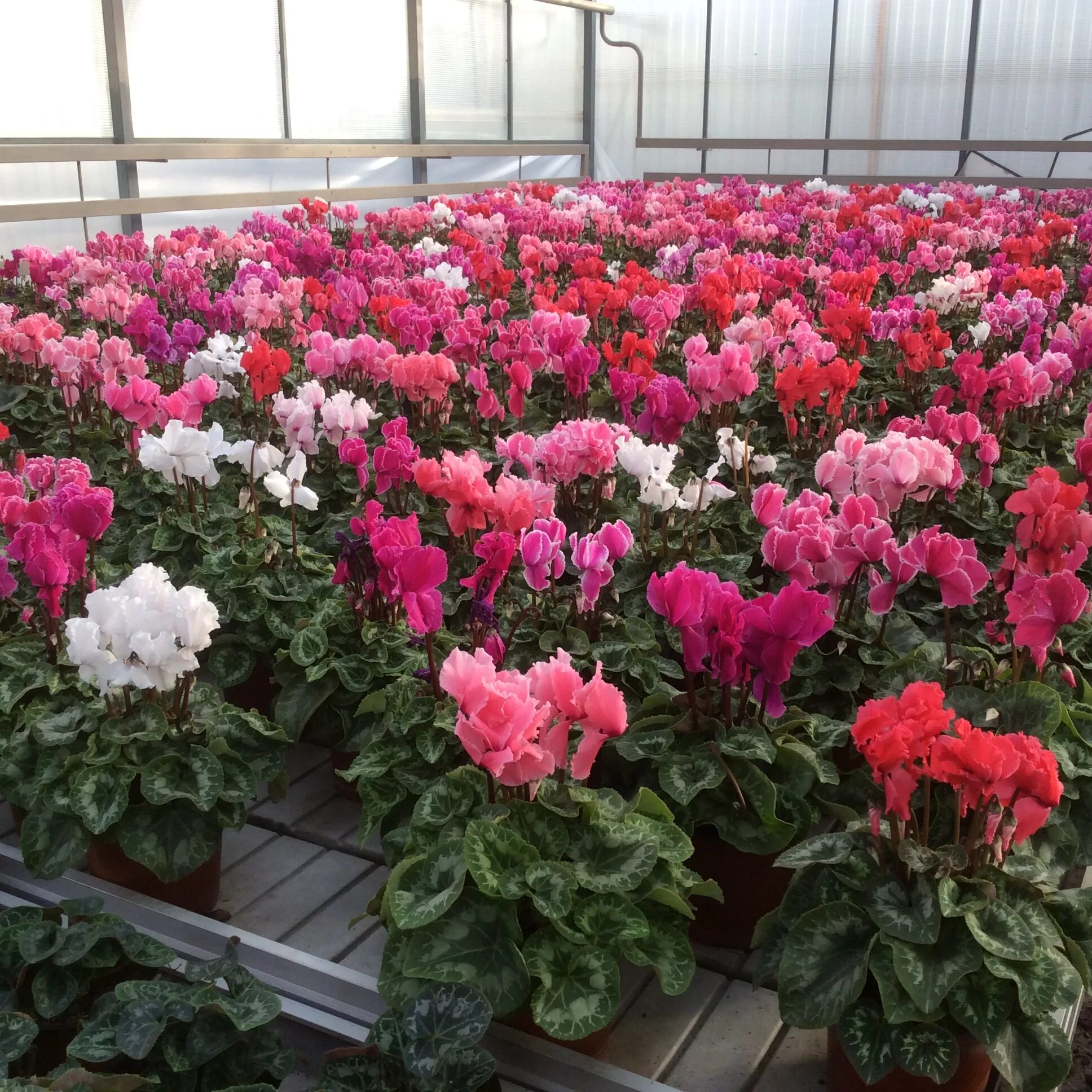 садовые цветы ростов на дону. растения в садовом центре. долина роз ростов на дону. магазин комнатных растений. ростов гарден питомник сад.