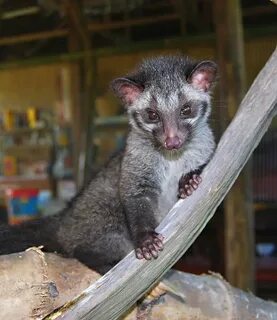 Brother musang