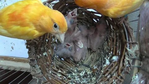 Птенцы канарейки