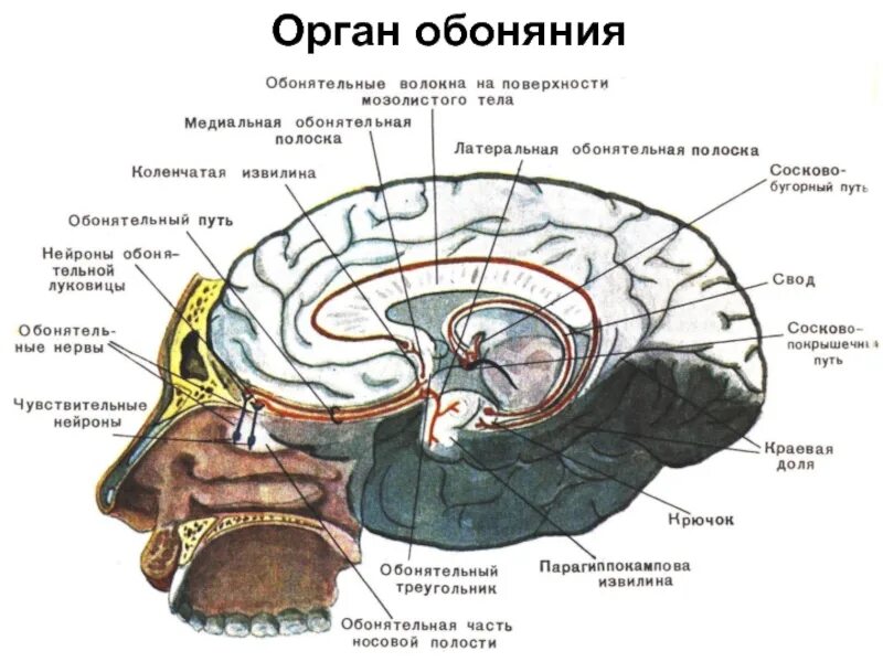 Обонятельный мозг. Проводящие пути обонятельного анализатора. Строение анализатора обонятельный анализатор. Проводящий путь обонятельного анализатора схема. Отделы обонятельногоаналищатора.