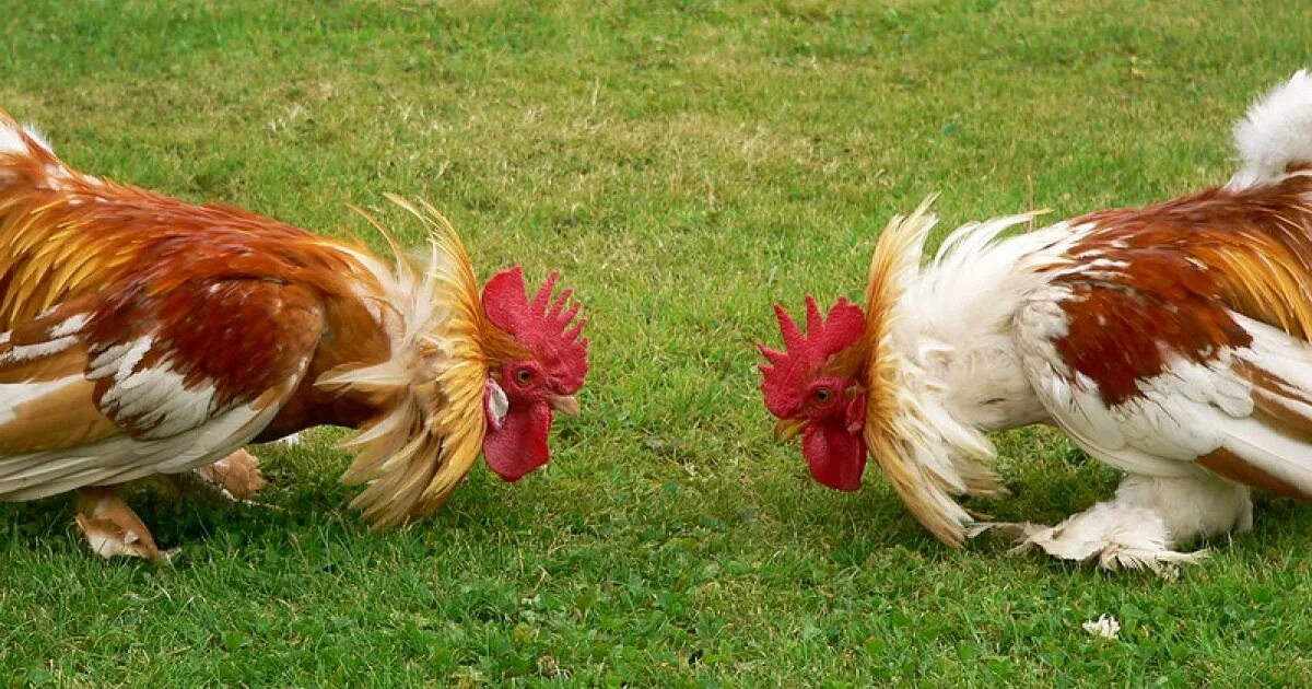 Петуха 7. Петух драчун. драчливый петух. 2 петуха. петух петушится.