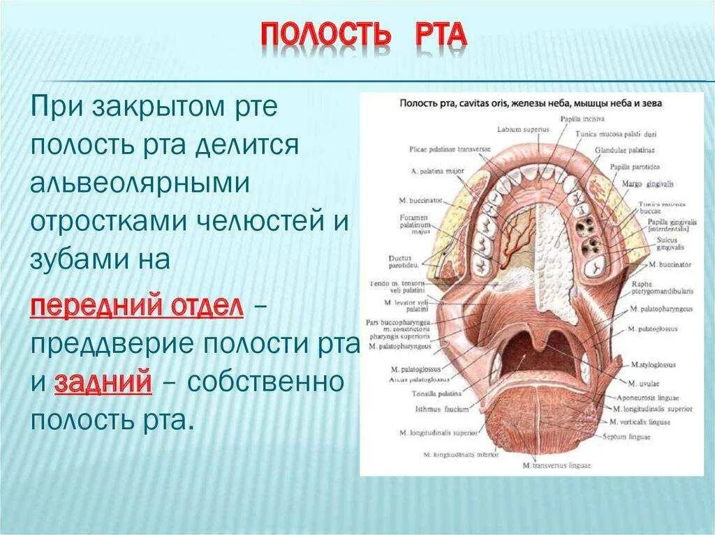 Полость рта 1 6. Строение ротовой полости. Ротовая полость строение фото. Анатомическое строение ротовой полости.