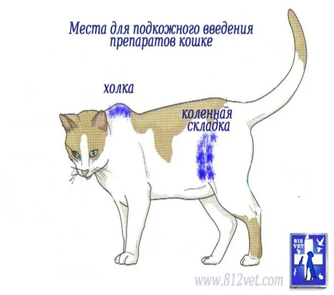 Укол кошке подкожно в коленную складку. Место для подкожного введения лекарств кошке. Подкожное Введение лекарственных средств кошке. Место подкожного введения кошкам.