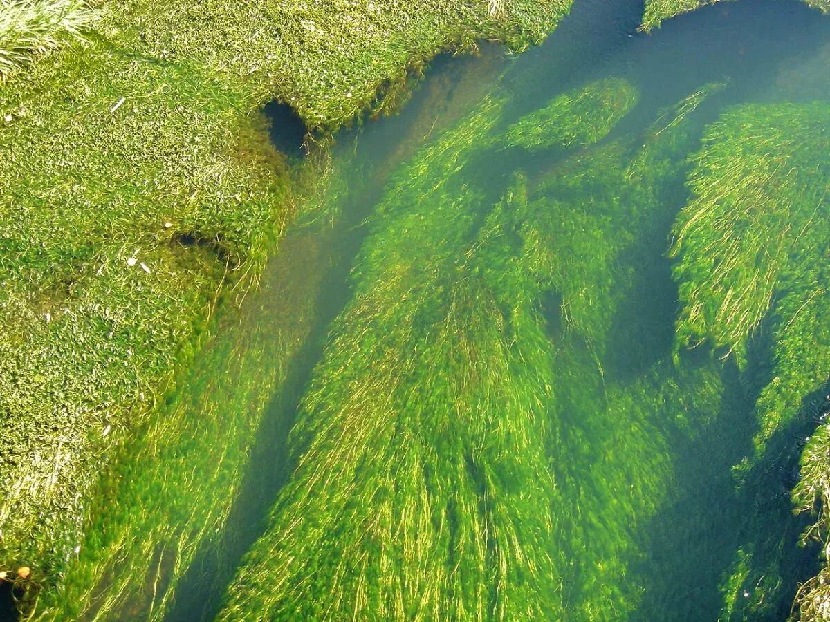 Водоросли в реке