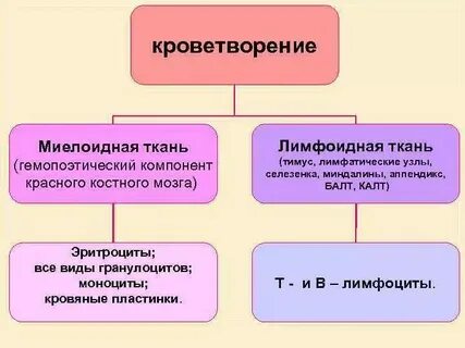 Какая ткань кроветворная