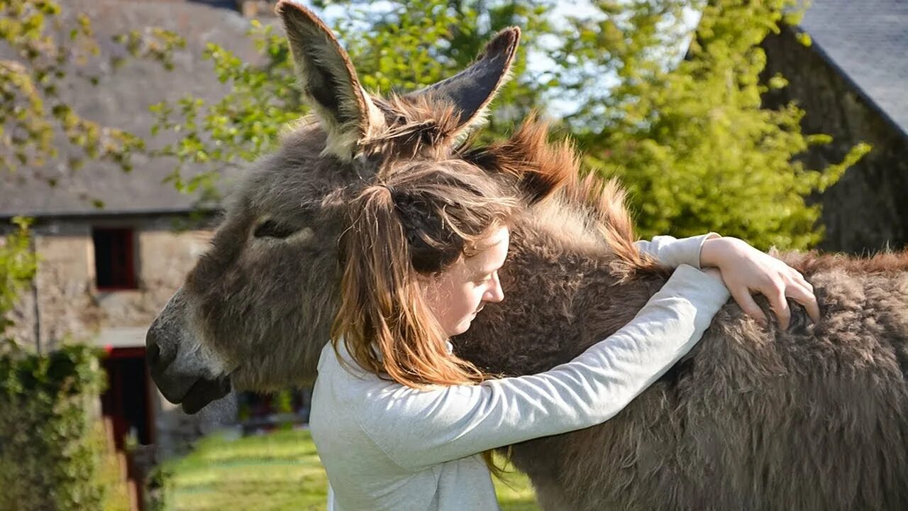 Страшный осел. Девушка на ослике. Осел женщина собака. Осел женщина собака. Осел женщина собака.