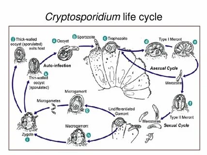 Криптоспоридии