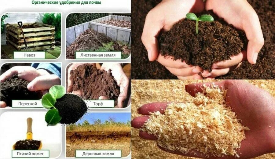 Какая почва на даче. Удобрение органическое. Удобрение почвы. Растения в почве. Органические удобрения для почвы.
