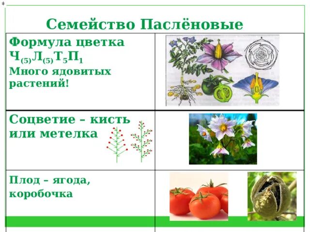 Растения семейства пасленовых ответ. Семейство Пасленовые формула цветка. Формула и диаграмма цветка пасленовых. Формула цветка пасленовых. Формула цветка пасленовых растений.