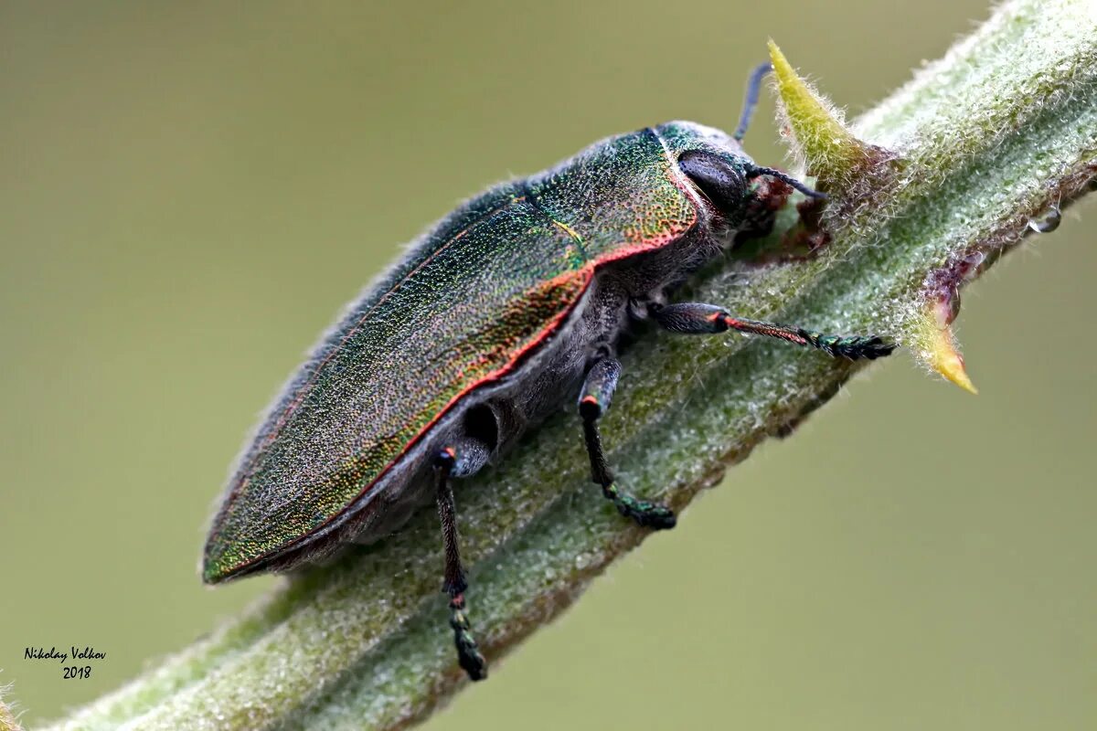 жук волк. жук волк. Tessaratoma aethiops. навозный жук носорог. жук жужелица.