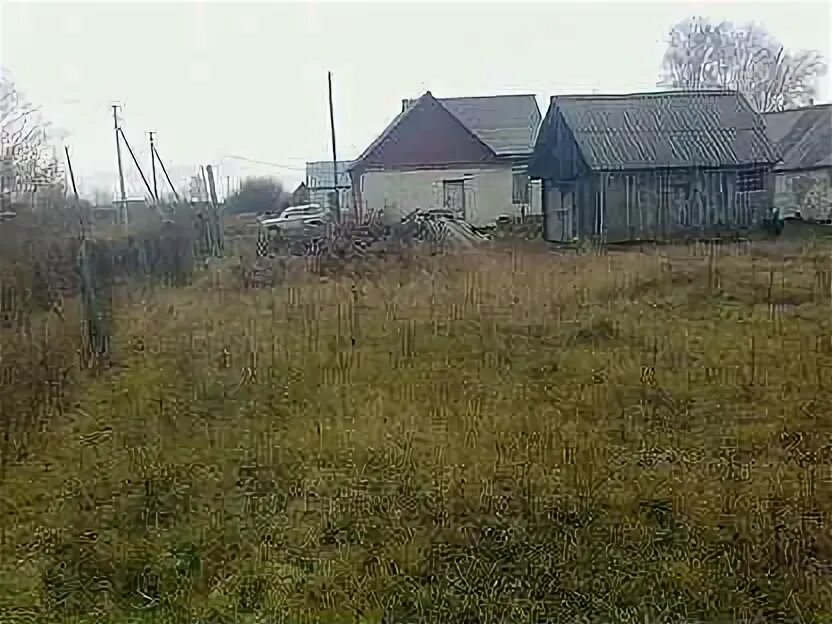Семион кораблинский. Семион кораблинский