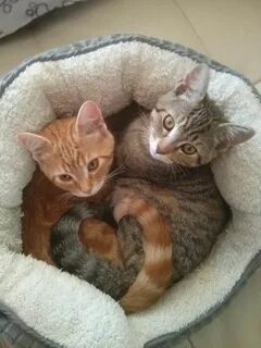 Cat sisters