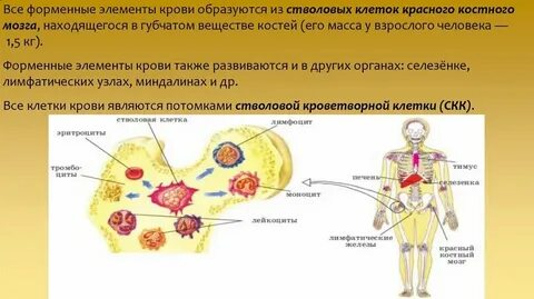 Кроветворную функцию выполняет красный костный