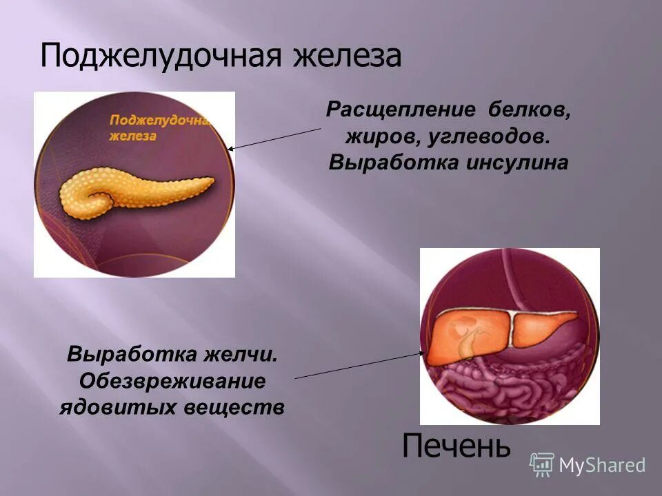 Чем вырабатывается желчь