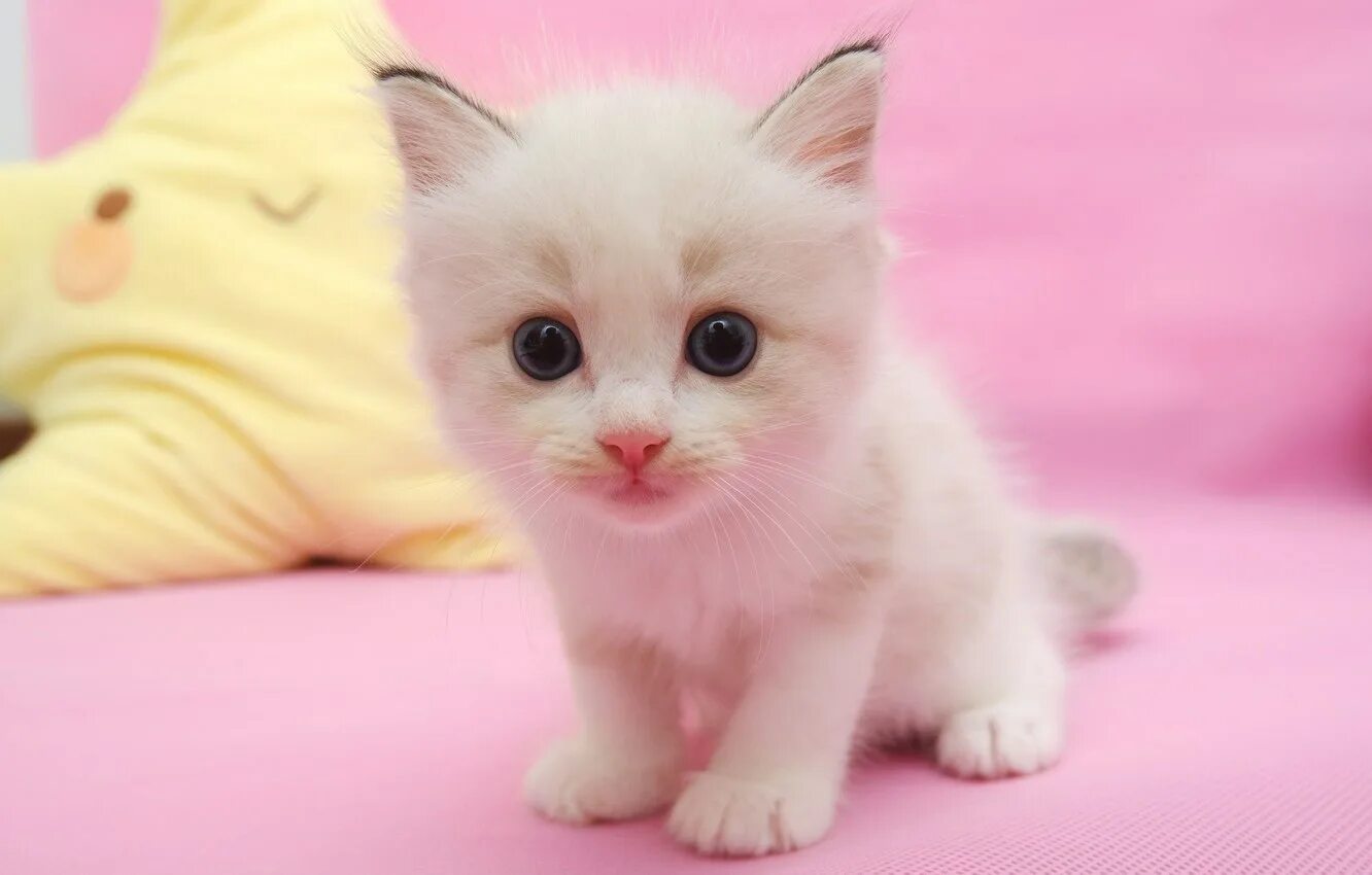 Розовый котенок маленький. Розовый котенок. милые котики. розовая кошка. милый котик.