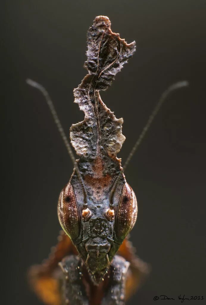 Богомол призрак. Богомол Phyllocrania paradoxa. Богомол-призрак (Phyllocrania paradoxa). Ghost Mantis (Phyllocrania paradoxa). Маскировка богомола призрака.